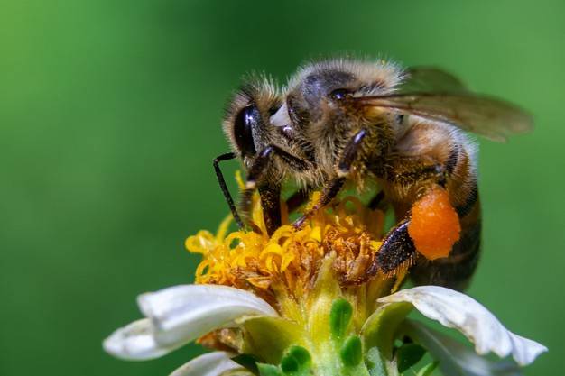 دنیا بدون زنبور عسل چگونه خواهد بود ؟