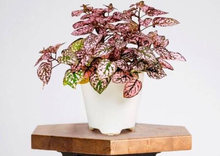 گیاهان برگ رنگی خوشگل برای خانه شما