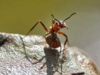 مورچه ای عجیب که کشاورزی میکند!