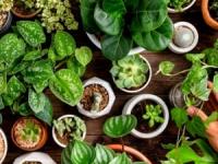گیاهانی که استرس خونه رو کم میکنن