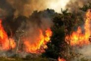 واکنش تند بازیگران به آتش سوزی جنگلهای لرستان