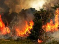 واکنش تند بازیگران به آتش سوزی جنگلهای لرستان